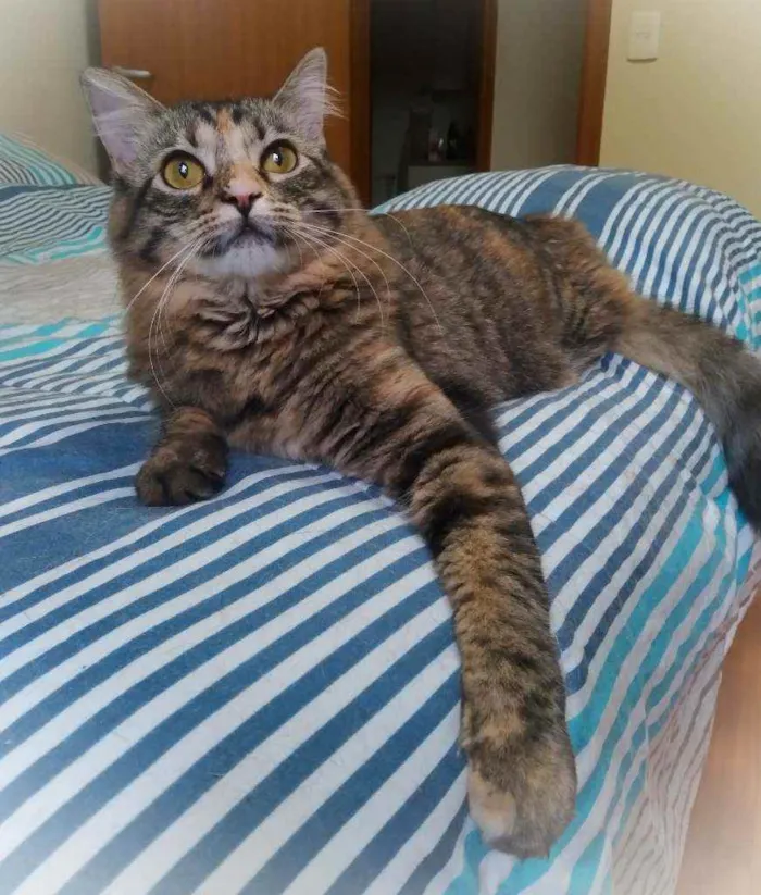 Gato ra a srd idade 7 a 11 meses nome Bibi