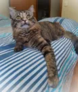 Bibi