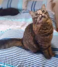Bibi
