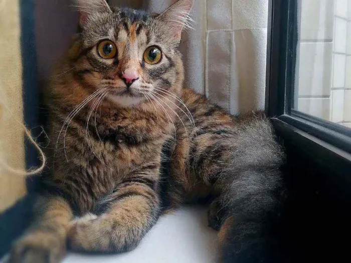 Gato ra a srd idade 7 a 11 meses nome Bibi