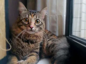 Gato raça srd idade 7 a 11 meses nome Bibi