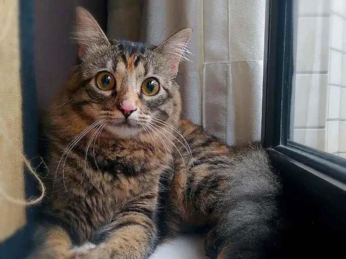 Gato ra a srd idade 7 a 11 meses nome Bibi