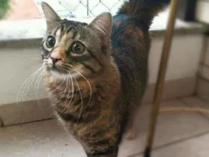 Gato raça srd idade 7 a 11 meses nome Bibi