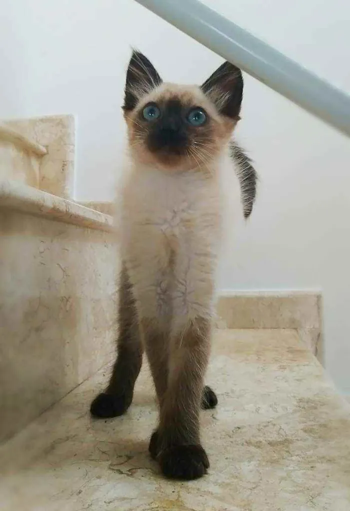 Gato ra a srd idade 2 a 6 meses nome Duda