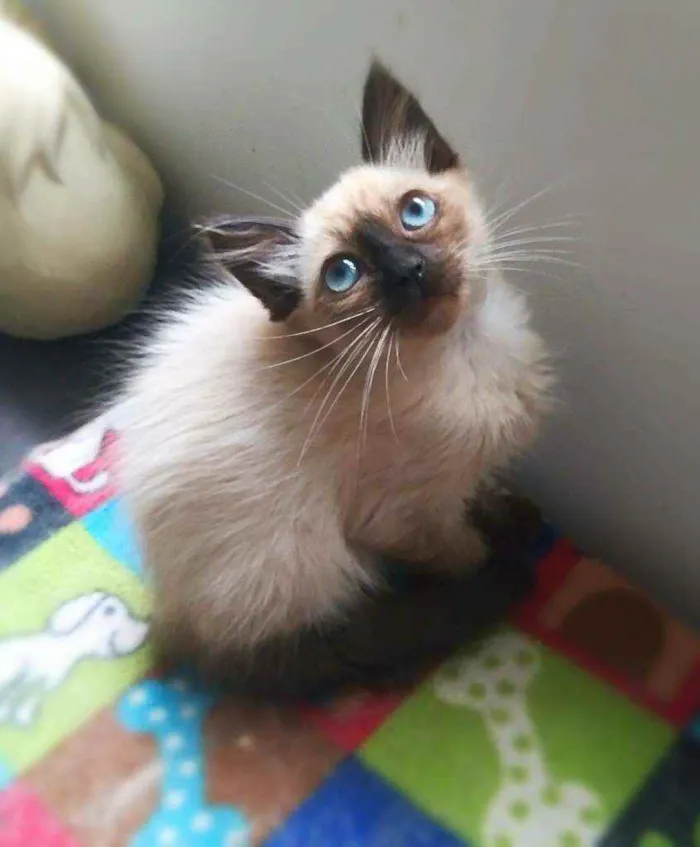 Gato raça srd idade 2 a 6 meses nome Duda (& Kaká)