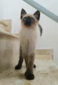 Duda