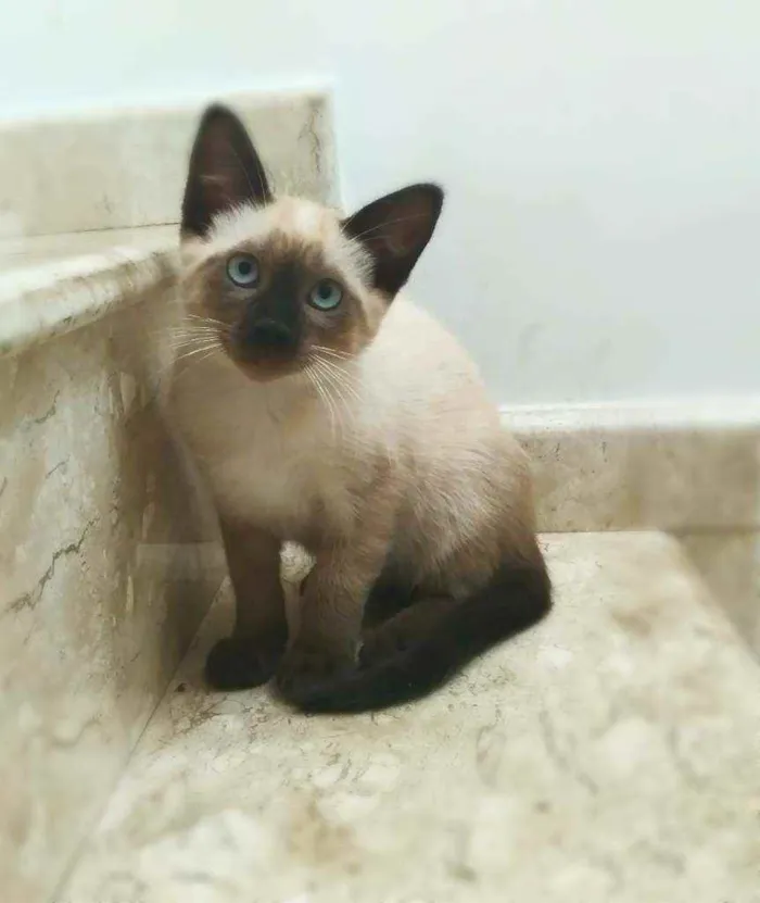 Gato ra a srd idade 2 a 6 meses nome Kaká (& Duda)