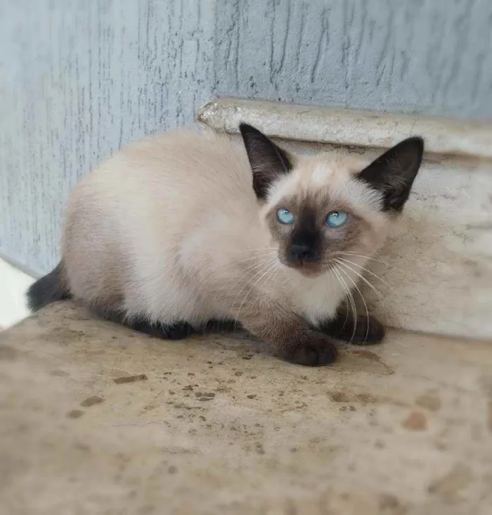 Gato ra a srd idade 2 a 6 meses nome Kaká (& Duda)