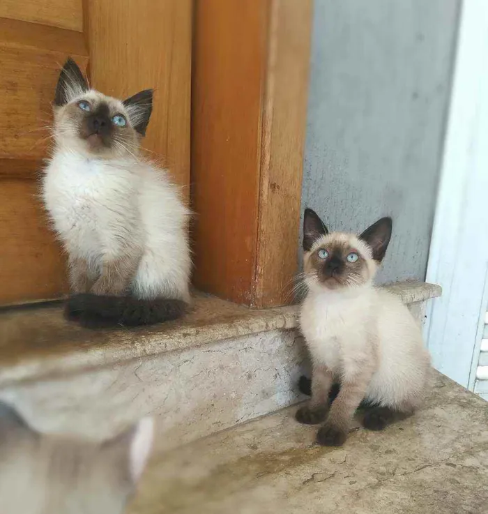 Gato ra a srd idade 2 a 6 meses nome Kaká (& Duda)