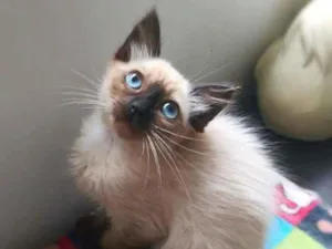 Gato raça srd idade 2 a 6 meses nome Duda