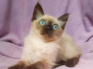 Gato raça srd idade 2 a 6 meses nome Duda (& Kaká)