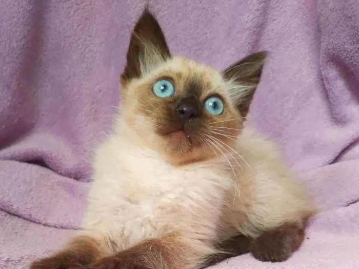 Gato raça srd idade 2 a 6 meses nome Duda (& Kaká)