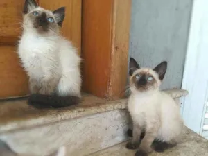Gato raça srd idade 2 a 6 meses nome Kaká (& Duda)