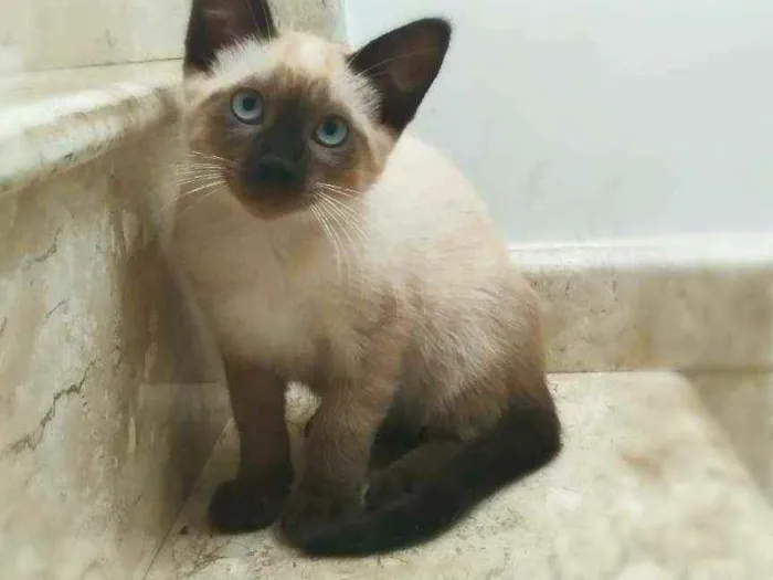 Gato ra a srd idade 2 a 6 meses nome Kaká (& Duda)