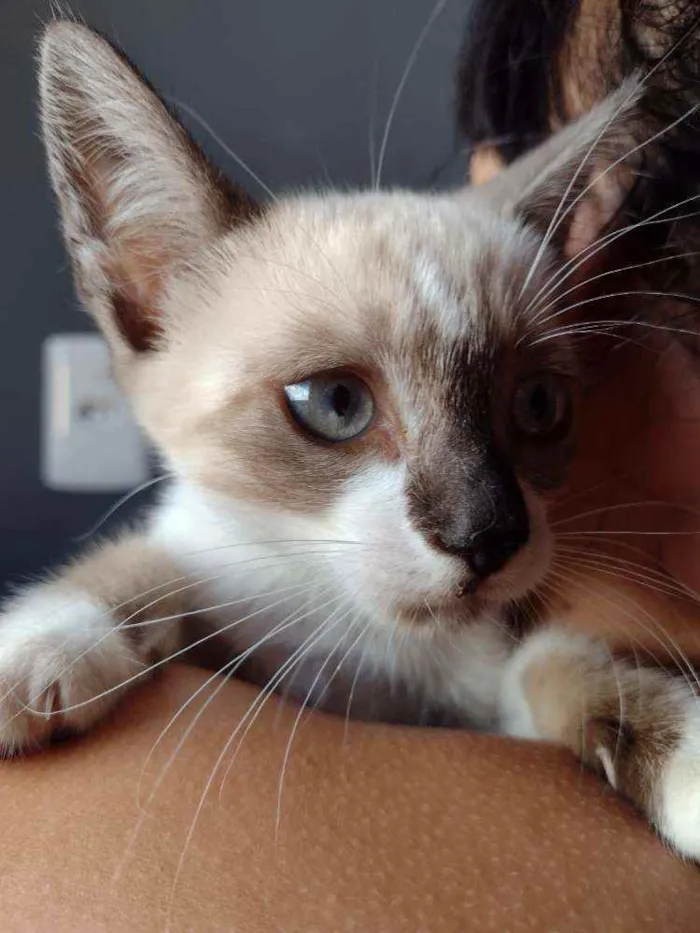 Gato raça SRD idade 2 a 6 meses nome Aurora e Flora