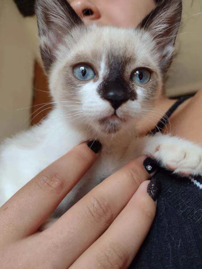 Gato raça SRD idade 2 a 6 meses nome Aurora e Flora