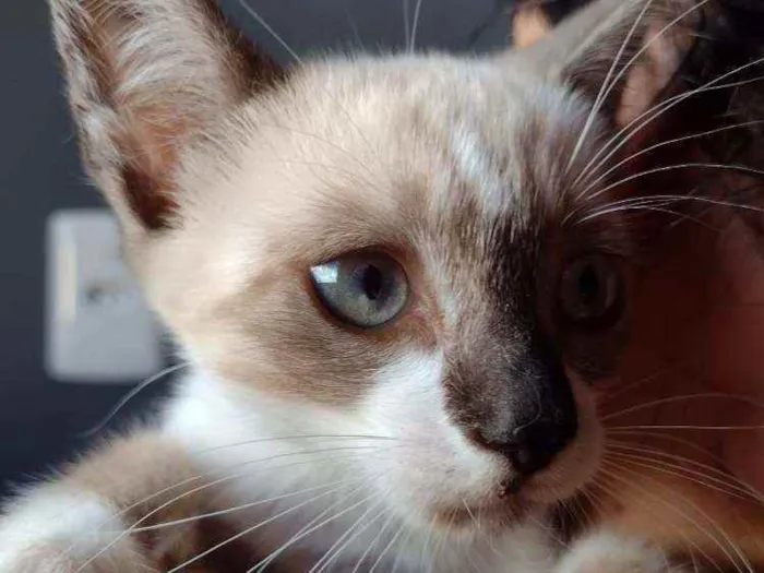 Gato raça SRD idade 2 a 6 meses nome Aurora e Flora