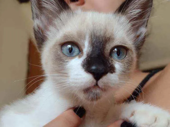 Gato raça SRD idade 2 a 6 meses nome Aurora e Flora
