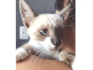 Gato raça SRD idade 2 a 6 meses nome Aurora e Flora