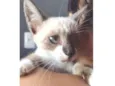Gato raça SRD idade 2 a 6 meses nome Aurora e Flora