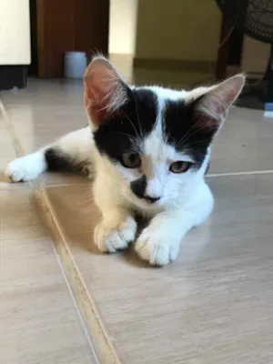 Gato raça vira lata  idade 2 a 6 meses nome -