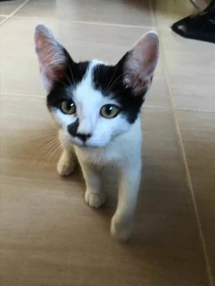 Gato raça vira lata  idade 2 a 6 meses nome -