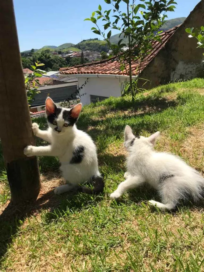 Gato raça vira lata  idade 2 a 6 meses nome -