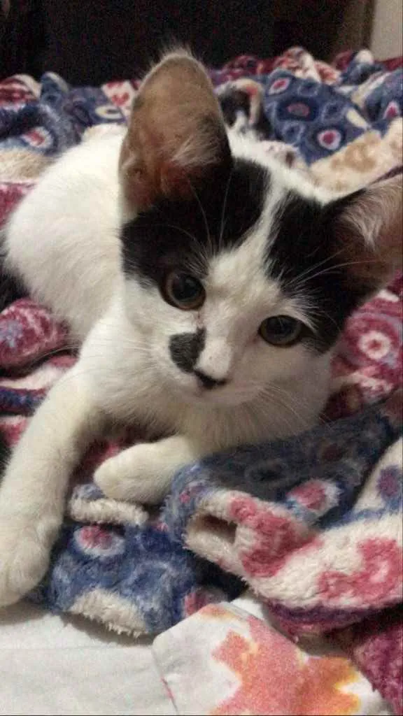 Gato raça vira lata idade 2 a 6 meses nome sem nome 