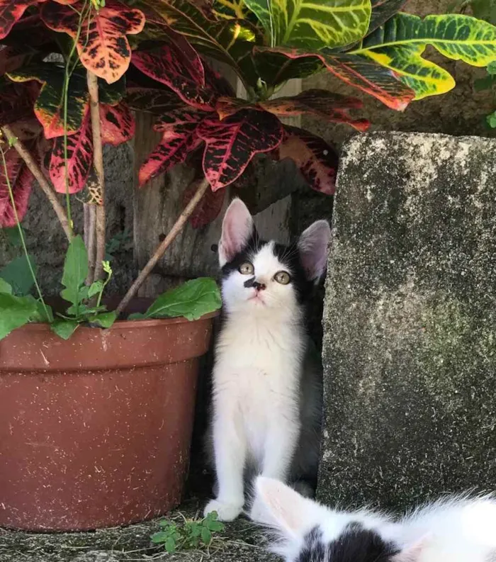 Gato raça vira lata idade 2 a 6 meses nome sem nome 
