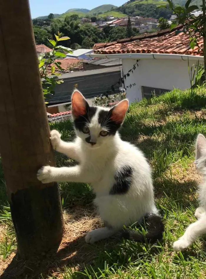 Gato raça vira lata idade 2 a 6 meses nome sem nome 