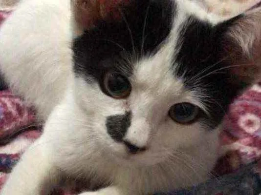Gato raça vira lata idade 2 a 6 meses nome sem nome 