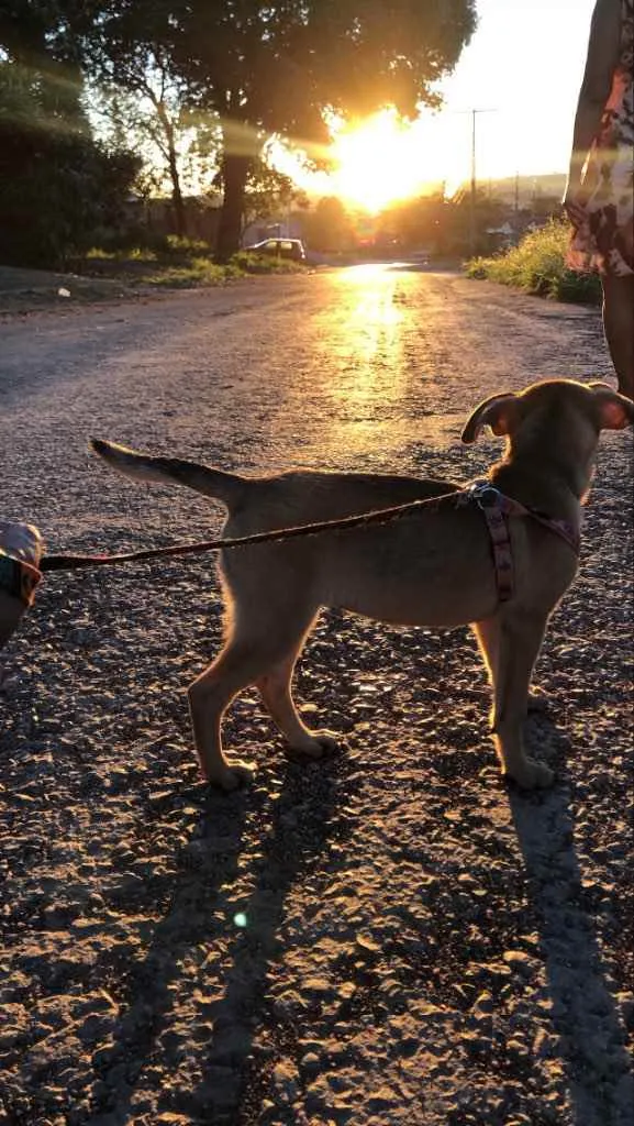 Cachorro ra a Viralata  idade 2 a 6 meses nome Panqueca