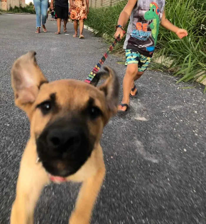 Cachorro ra a Viralata  idade 2 a 6 meses nome Panqueca