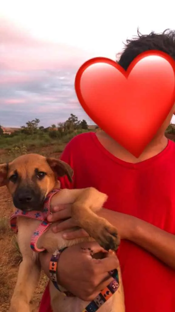 Cachorro ra a Viralata  idade 2 a 6 meses nome Panqueca