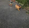 Panqueca