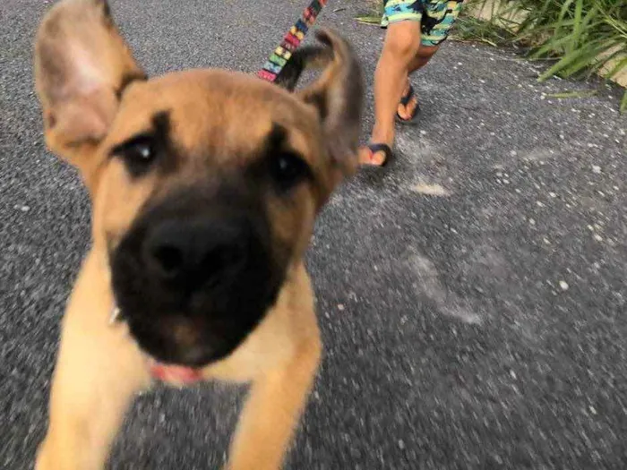 Cachorro ra a Viralata  idade 2 a 6 meses nome Panqueca