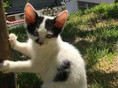 Gato raça vira lata idade 2 a 6 meses nome sem nome 