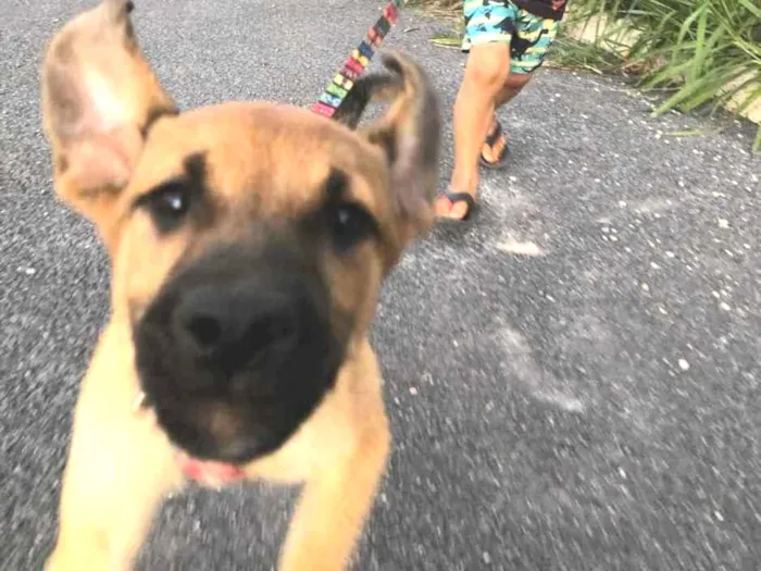 Cachorro ra a Viralata  idade 2 a 6 meses nome Panqueca