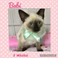 Gato raça SRD  idade 2 a 6 meses nome Babi 