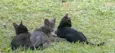 Gatinhos lindos
