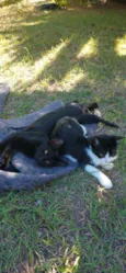 Gatinhos lindos