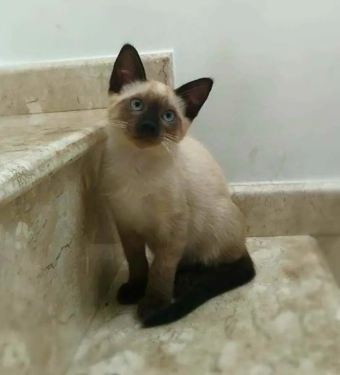 Gato ra a srd idade 2 a 6 meses nome Kaká (& Duda)