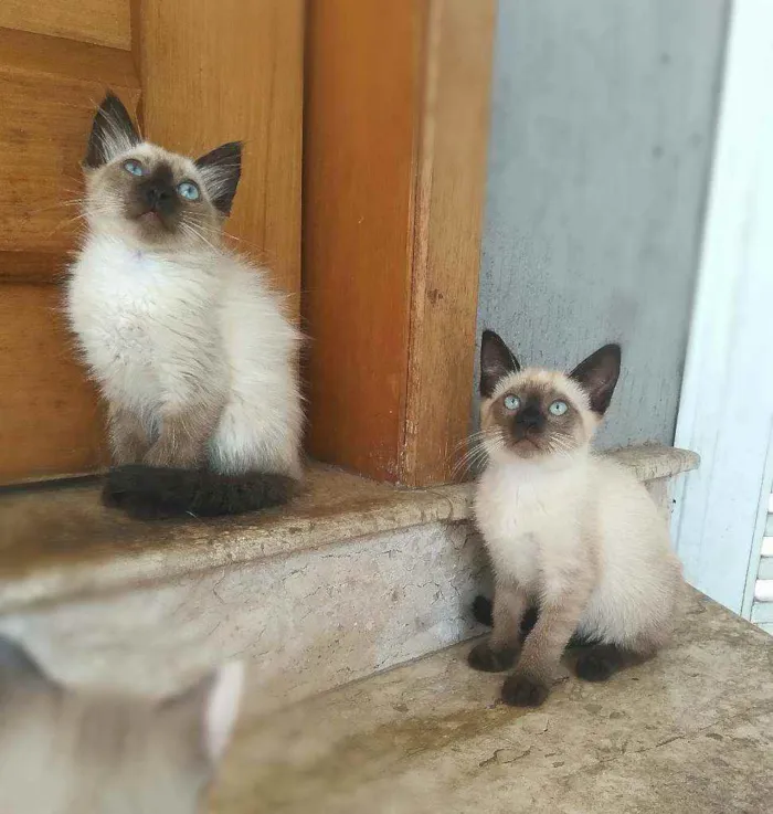 Gato ra a srd idade 2 a 6 meses nome Kaká (& Duda)