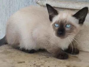 Gato raça srd idade 2 a 6 meses nome Kaká (& Duda)