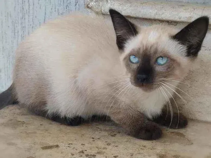 Gato ra a srd idade 2 a 6 meses nome Kaká (& Duda)
