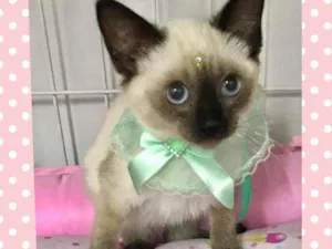Gato raça SRD  idade 2 a 6 meses nome Babi 