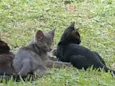 Gatinhos lindos
