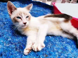 Gato raça SRD idade 2 a 6 meses nome GILBERTO MIX