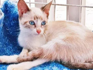 Gato raça SRD idade 2 a 6 meses nome GLEICI MIX