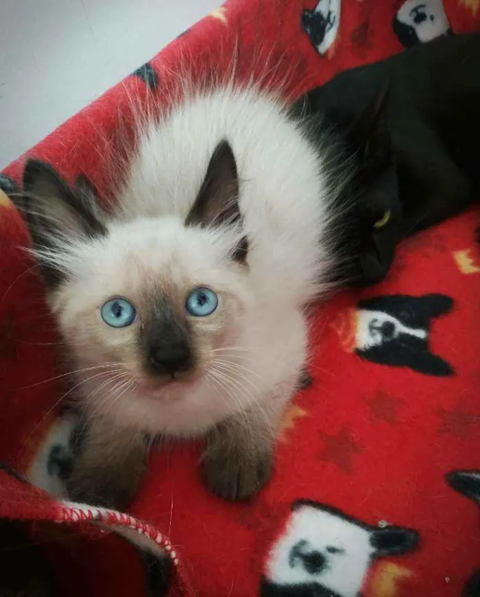 Gato raça srd idade 2 a 6 meses nome Miklos